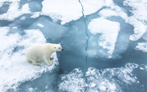 Svalbard Polar Bear - Credit: Shannon Wild / Natural World Safaris