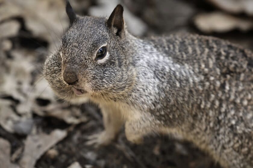 YOSEMITE NATIONAL PARK, CA - APRIL 11: A squirrel with his cheeks filled in Yosemite Valley on April 11, 2020. Yosemite National Park is closed to visitors due to the coronavirus, Covid 19. Animals roam the park without having to worry about crowds of people. Madera County on Saturday, April 11, 2020 in Yosemite National Park, CA. (Carolyn Cole / Los Angeles Times)