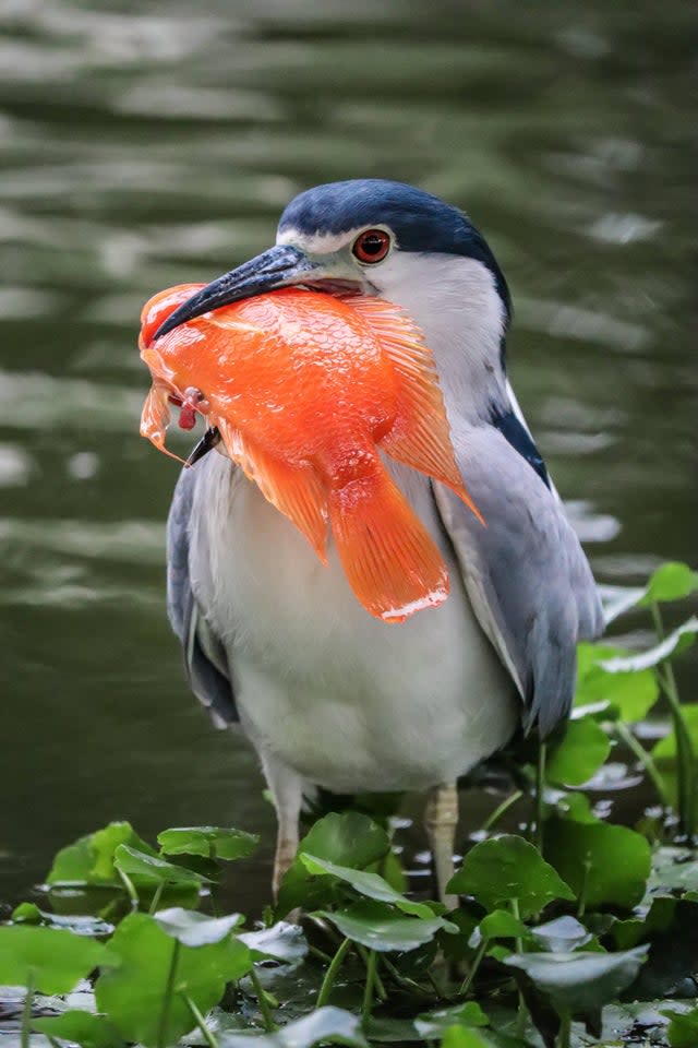 Nial Stewart shared a photo of a black-crowned night heron attempting to chow down a large blood parrot cichlid. (Photo courtesy of Nial Stewart)