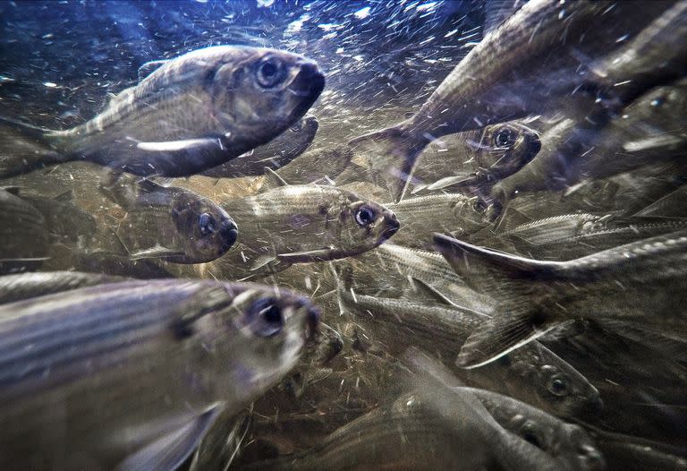 El arenque de río, también conocido como alewives, nada en un arroyo el 16 de mayo en Franklin, Maine. Los peces alguna vez se dirigieron a la lista de especies en peligro de extinción, pero han regresado en algunos estados de EE. UU. 