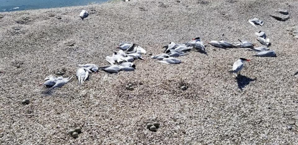 The carcasses of Caspian terns line Gravel Island in Lake Michigan off the northeastern coast of Door County. The state endangered birds died from highly pathogenic avian influenza (HPAI), according to researchers.