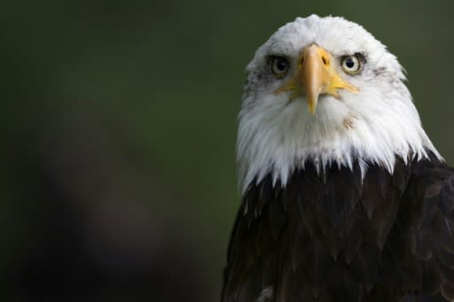 An African fish eagle. The illegal trade in animals is worth nearly $20 billion each year, according to Interpol