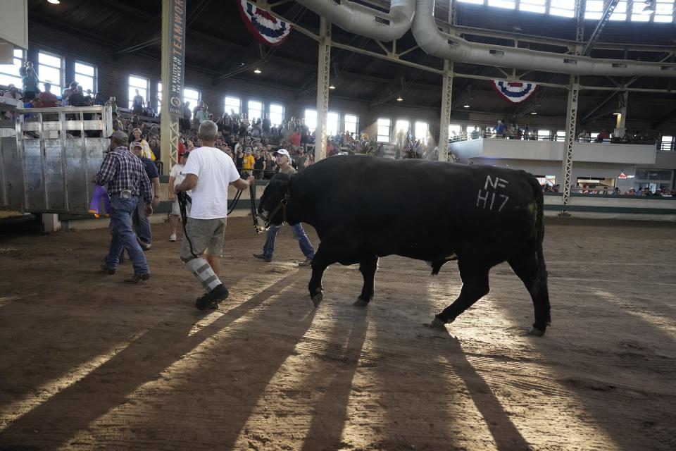 Meet Teddy Bear, the Iowa State Fair's Super Bull for 2025