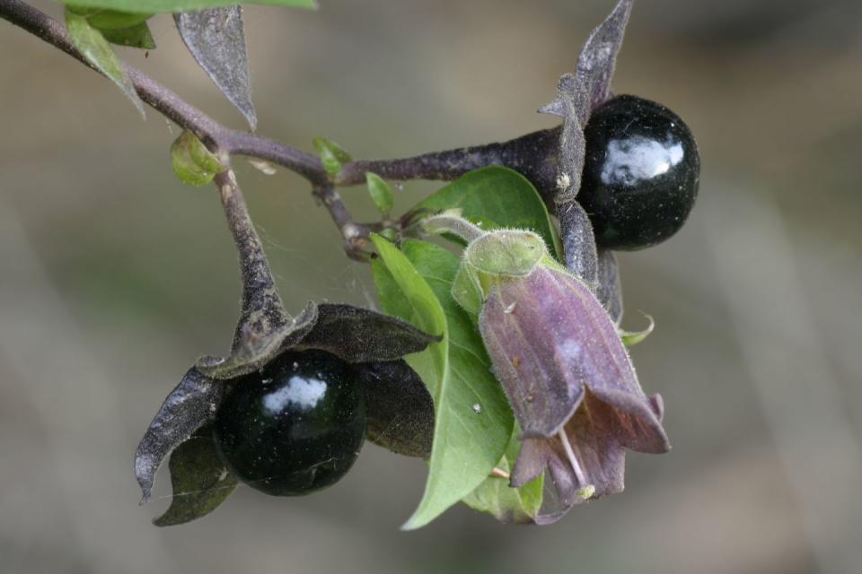 flower and berries of deadly nightshade