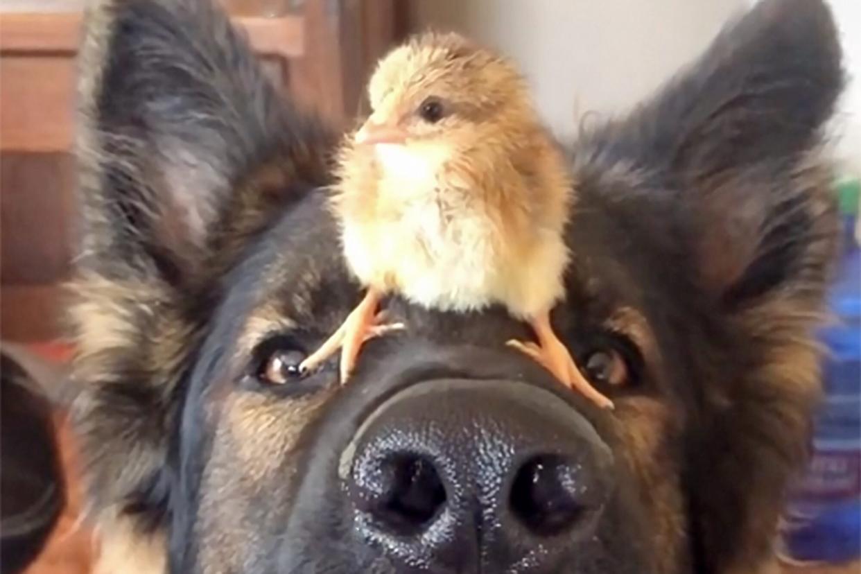 Dog balancing a baby chick on his nose so gently