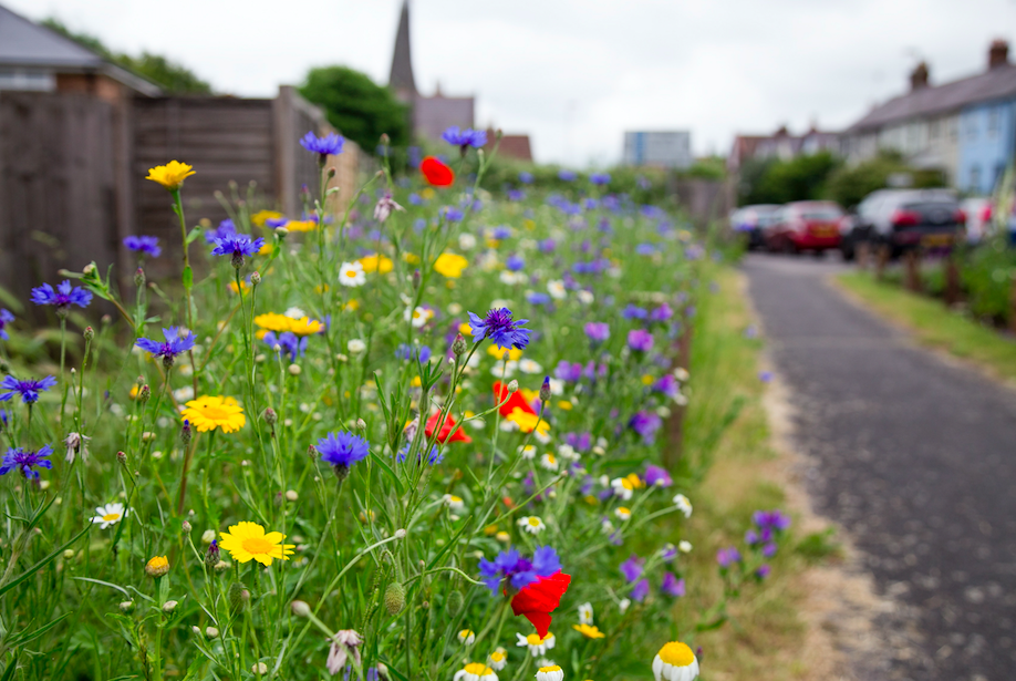 The Butts Community Garden won the Pollin-8 award from the Bumblebee Conservation Trust last year. (Solent)