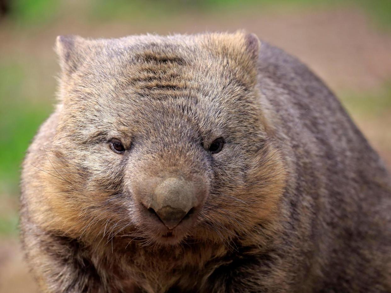 Wombats are the only animals that produce cuboid poo: Rex