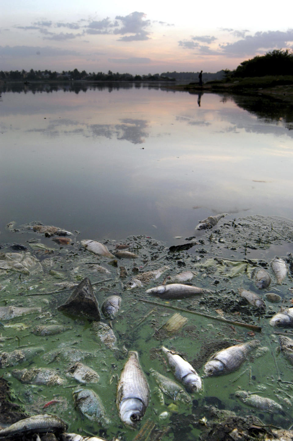 FILE - Dead fish float in a lake at Krishnarajapuram, on the outskirts of Bangalore, India, on May 15, 2005. . A new study says Earth has pushed past seven out of eight scientifically established safety limits and into “the danger zone,” not just for an overheating planet that’s losing its natural areas, but for well-being of people living on it. The study, published Wednesday, May 31, 2023, for the first time it includes measures of “justice,” which is mostly about preventing harm for groups of people. (AP Photo/Gautam Singh)