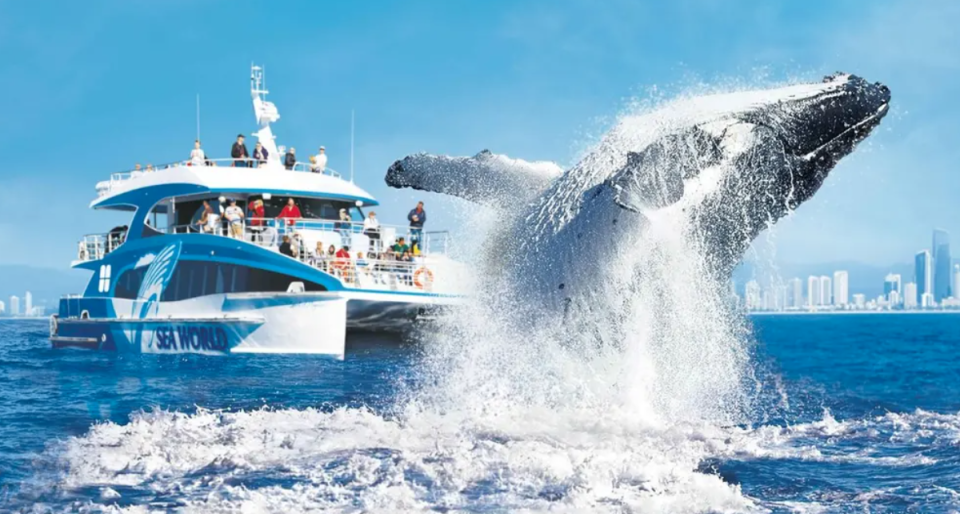 A whale breaches near a Sea World boat and a large motor cruiser with the Gold Coast city skyline in the background.