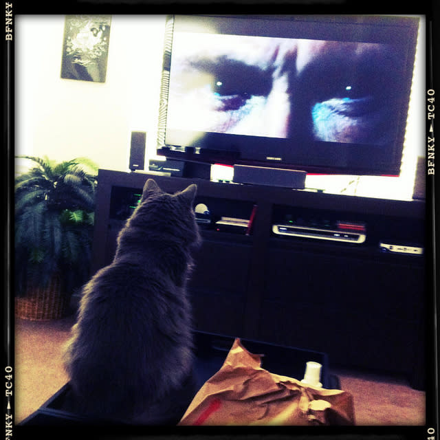 2. Cat Loves Harry Potter