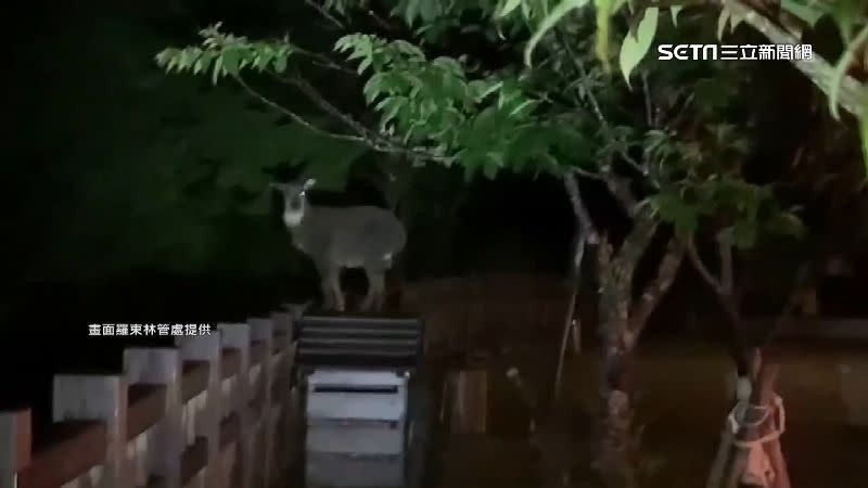 一隻長鬃山羊夜晚跑到太平山森林遊樂區的垃圾桶上尋找宵夜。（圖／羅東林管處提供）