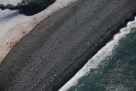 Seals lie on a beach in Half Moon Bay, Antarctica, February 18, 2018. REUTERS/Alexandre Meneghini
