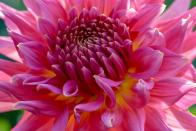 <p>Though dahlias begin to bloom during the hot summer months, these flowers are at their best from August to September, bridging the gap when other perennials begin to tire. Best suited to borders, they come in a range of colours and sizes and work with almost any colour scheme.</p><p><a class="link " href="https://go.redirectingat.com?id=127X1599956&url=https%3A%2F%2Fwww.thompson-morgan.com%2Fp%2Fdahlia-orange-turmoil%2FT17676TM&sref=https%3A%2F%2Fwww.housebeautiful.com%2Fuk%2Fgarden%2Fplants%2Fg23336984%2Fbest-plants-autumn-garden%2F" rel="nofollow noopener" target="_blank" data-ylk="slk:BUY NOW;elm:context_link;itc:0;sec:content-canvas">BUY NOW</a><strong><br><br>Like this article? <a href="https://hearst.emsecure.net/optiext/cr.aspx?ID=DR9UY9ko5HvLAHeexA2ngSL3t49WvQXSjQZAAXe9gg0Rhtz8pxOWix3TXd_WRbE3fnbQEBkC%2BEWZDx" rel="nofollow noopener" target="_blank" data-ylk="slk:Sign up to our newsletter;elm:context_link;itc:0;sec:content-canvas" class="link ">Sign up to our newsletter</a> to get more articles like this delivered straight to your inbox.</strong></p><p><a class="link " href="https://hearst.emsecure.net/optiext/cr.aspx?ID=DR9UY9ko5HvLAHeexA2ngSL3t49WvQXSjQZAAXe9gg0Rhtz8pxOWix3TXd_WRbE3fnbQEBkC%2BEWZDx" rel="nofollow noopener" target="_blank" data-ylk="slk:SIGN UP;elm:context_link;itc:0;sec:content-canvas">SIGN UP</a></p>