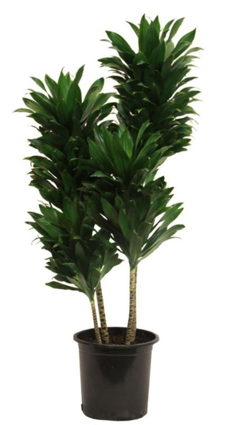 50" Janet Craig plant (Photo: Etsy)