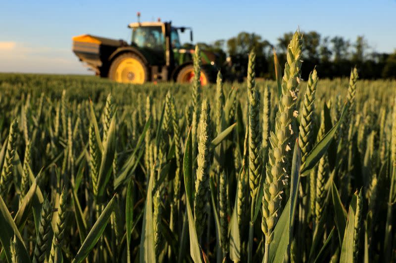 FILE PHOTO: A farmer spreads nitrogen fertilizer on his wheat field, in Inchy-en-Artois