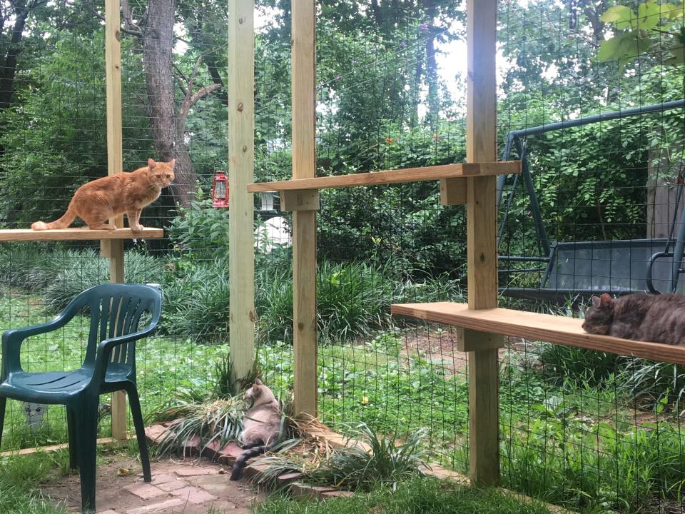 This June 2017 photo provided by Danielle Bays shows her cats playing in a "catio" in Washington, D.C. To protect bird populations, as well as the cats that prey on them, both bird and cat experts urge cat owners to keep their felines indoors, on leashes or in "catios." (Danielle Bays via AP)