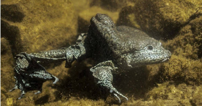 「的的喀喀湖蛙」（Telmatobius culeus）皮膚鬆弛且充滿皺褶，因此獲得「陰囊蛙」（Scrotum Frog）的稱號。（圖／翻攝自臉書／Museo de Historia Natural "Alcide d