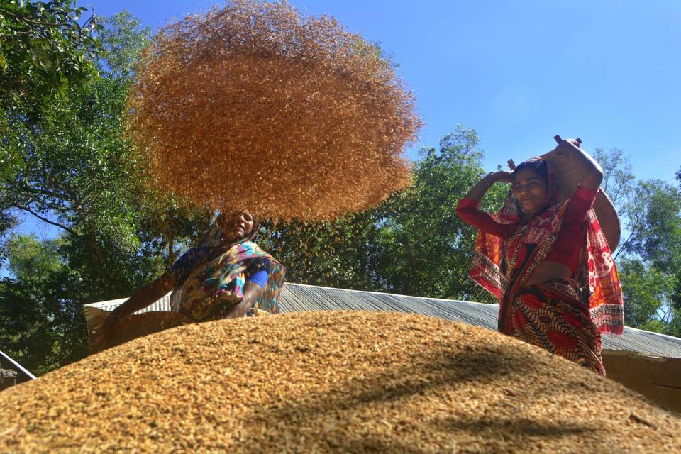 <span class="caption">Heat can make already labor-intensive work more difficult.</span> <span class="attribution"><a class="link " href="https://www.gettyimages.com/detail/news-photo/bangladeshi-farmers-aerate-harvested-products-ahead-of-the-news-photo/1240636850" rel="nofollow noopener" target="_blank" data-ylk="slk:Mohammad Shajahan/Anadolu Agency via Getty Images;elm:context_link;itc:0;sec:content-canvas">Mohammad Shajahan/Anadolu Agency via Getty Images</a></span>