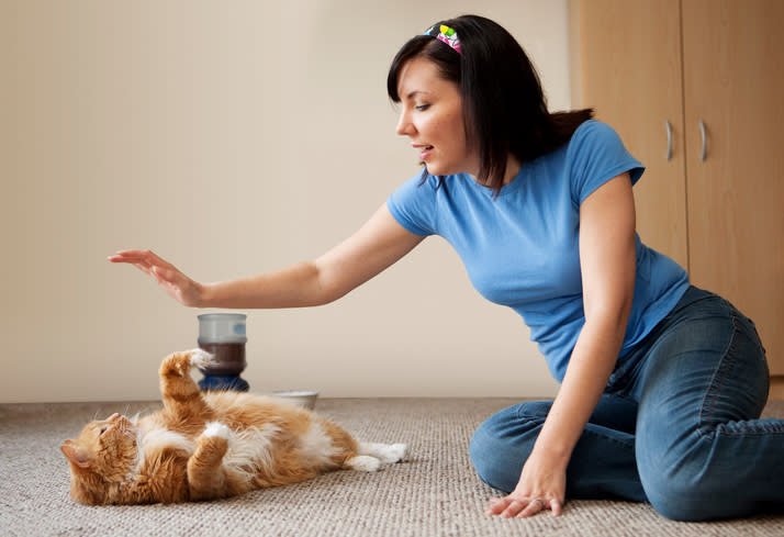 Al parecer, no importa la edad que tenga tu gato, siempre es buen momento para ser entrenado. Foto: David Aaron Troy/Getty Images