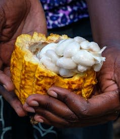 woman holds a halved pod displaying the seeds