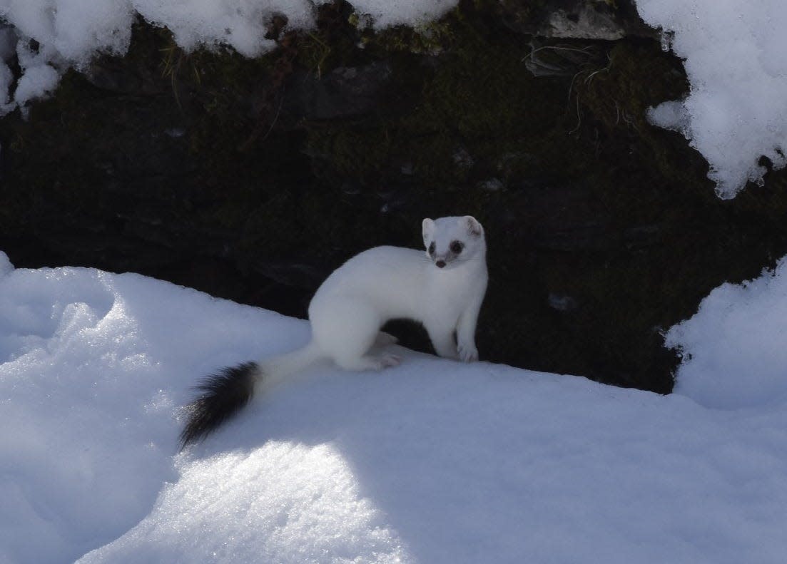Weasel with winter coat, often called ermine when white used to adorn royal garments.