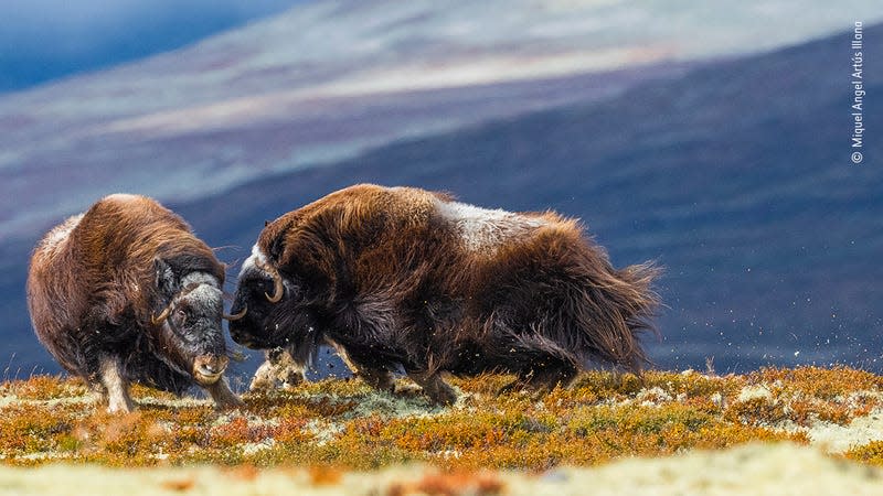 Photo:  Miquel Angel Artús Illana/Wildlife Photographer of the Year