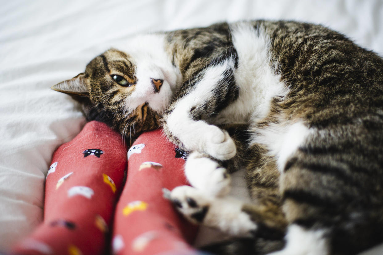  « Derrière la figure fameuse de la “célibataire à chat”, [...] on distingue l’ombre de la redoutable sorcière d’autrefois », écrit Mona Chollet.