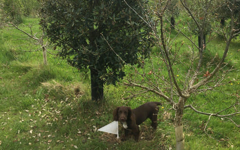 Bella with the truffle tree  - Credit:  Mycorrhizal Systems Ltd