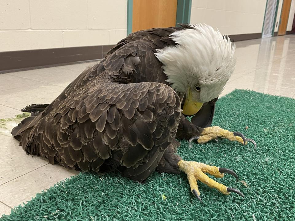 This undated photo provided by The Raptor Center, University of Minnesota, shows a lead-poisoned bald eagle in St. Paul, Minn. Victoria Hall, veterinarian and executive director of the center, said that “85 to 90% of the eagles that come into our hospital have some level of lead in their blood," and we know that no level is safe.” X-rays often show fragments of lead bullets in their birds' stomachs. The Raptor Center, University of Minnesota via AP)