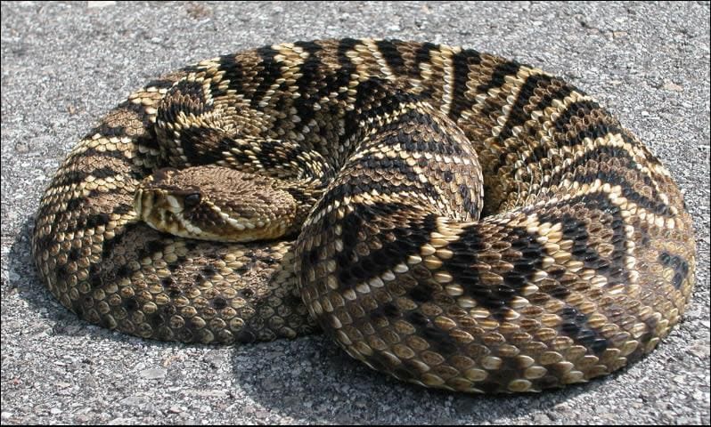 The eastern diamondback rattlesnake is the largest and most dangerous of the snakes that are native to Florida.