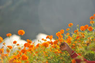 <p>A woman picks marigold flowers for the upcoming festival of lights and festival of flowers in Kathmandu, Nepal. (Narayan Maharjan/NurPhoto via Getty Images) </p>