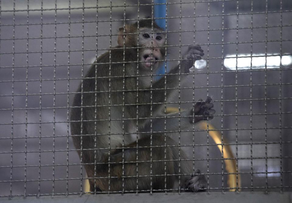 A long-tailed macaque which is kept for use in the clinical research is seen inside cage at National Primate Research Center, run by Chulalongkorn University in Saraburi Province, north of Bangkok, Saturday, May 23, 2020. Thai health officials said that scientists in Thailand have had promising results in testing a COVID-19 vaccine candidate on mice, and has begun testing on monkeys. (AP Photo/Sakchai Lalit)