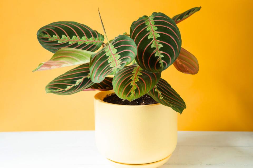 11) Prayer Plant