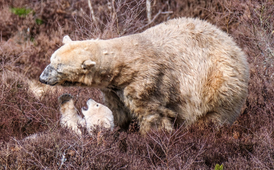 <em>“Magnificent” – the wildlife park says it has a duty to protect the “magnificent species”</em>