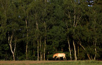 <p>A Przewalski’s horse walks on a meadow at the acclimatization enclosure in the village of Dolni Dobrejov near the city of Tabor, Czech Republic, June 18, 2017. (Photo: David W. Cerny/Reuters) </p>