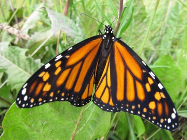 Edmonton Native Plant Society