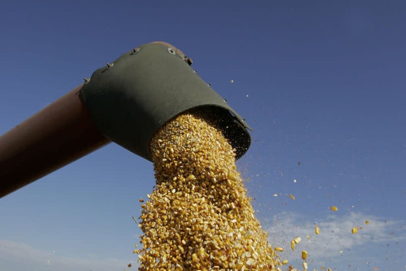 A combine unloads corn on farmland near Manteno, Illinois. Competing disaster declarations are in place for the state, as drought conditions hurt farmland in the central part of the state while heavy rains led to flooding in Chicago. File Photo by Brian Kersey/UPI