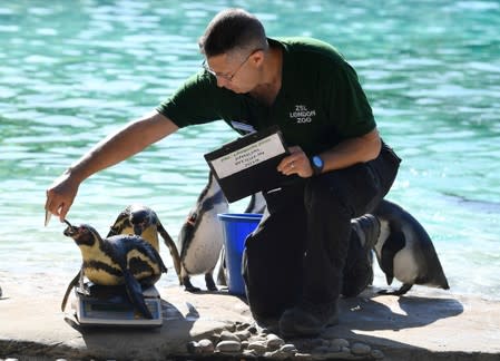 Zookeeper Martin Franklin poses as he encourages Humbolt penguins onto scales during the annual weigh-in at London Zoo, London