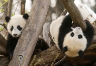 <p>Die Pandazwillinge Fu Feng und Fu Bang, geboren am 7. August letzten Jahres, tollen im Tiergarten Schönbrunn im Wiener Gemeindebezirk Schönbrunn herum. (Bild: Heinz-Peter Bader/Reuters) </p>