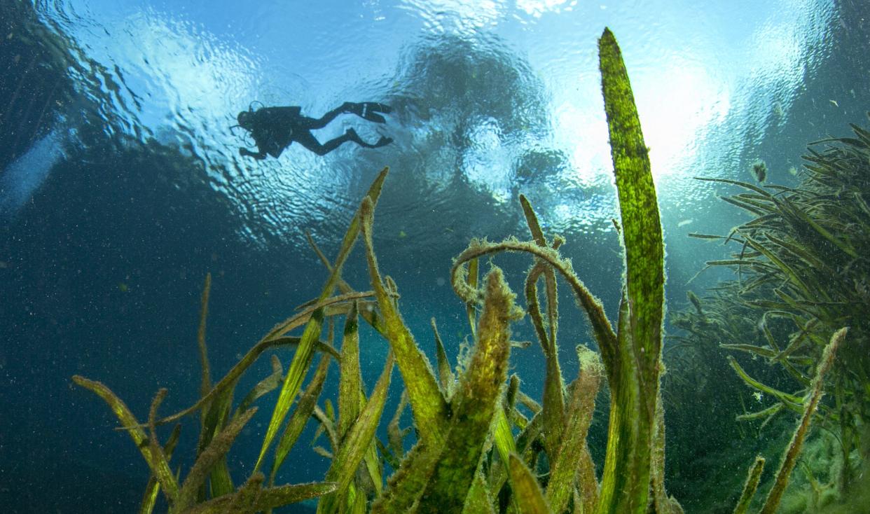 A diver searches the brown algae encrusted eel grass for trash, as the Silver Springs Professional Dive Team fanned out to clean the trash from the basin of the main spring at Silver State Park in Silver Springs in 2015.