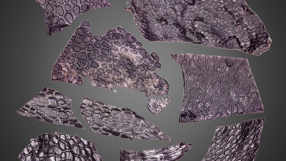 The oldest known fossilized skin is at least 130 million years older than the oldest example known so far.  The pebble surface is reminiscent of a crocodile's scales.  - Current Biology Mooney et al.