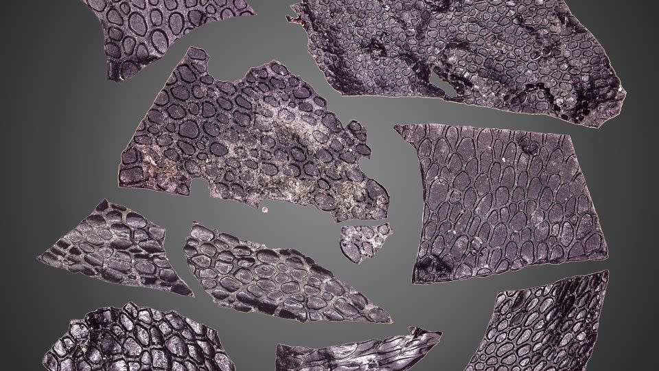 The oldest known fossilized skin is at least 130 million years older than the oldest previously known specimen.  The pebbly surface resembles crocodile scales.  - Current Biology Mooney et al.