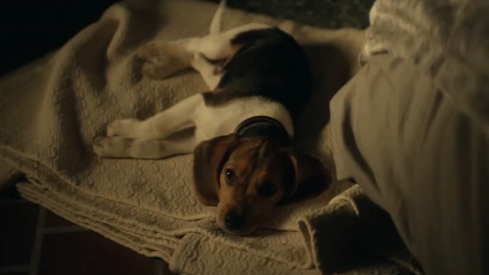 The puppy in John Wick.