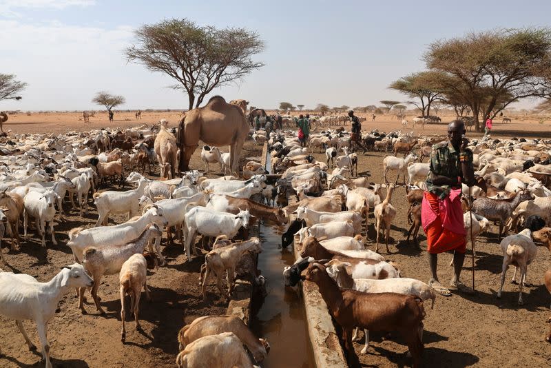 Herdsmen from the Rendille ethnic group, let their livestock drink at a water whole near the town of Kargi, Marsabit county