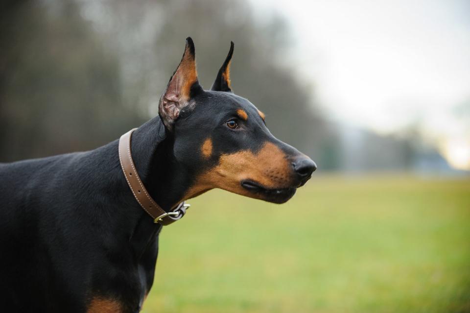 9) Doberman Pinscher