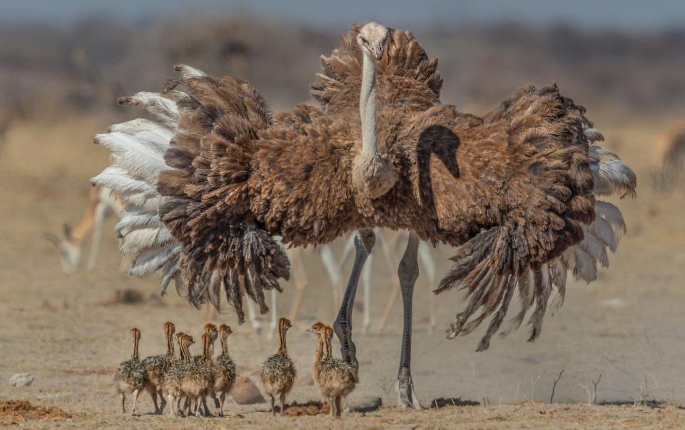 Ostriches - Jannes Drotsky/Solent News & Photo Agency