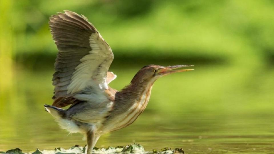 黃斑葦鳽體中輕，喜歡棲息在開闊水域中。（圖／翻攝自微博）