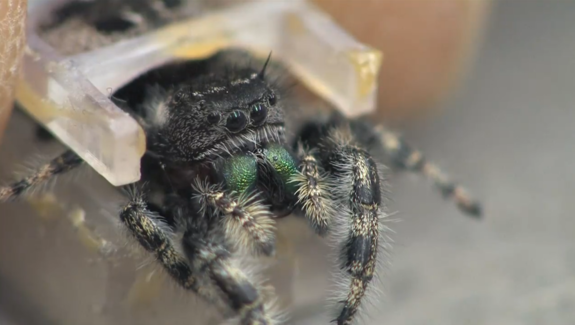 How Jumping Spiders See in Color, Smart News