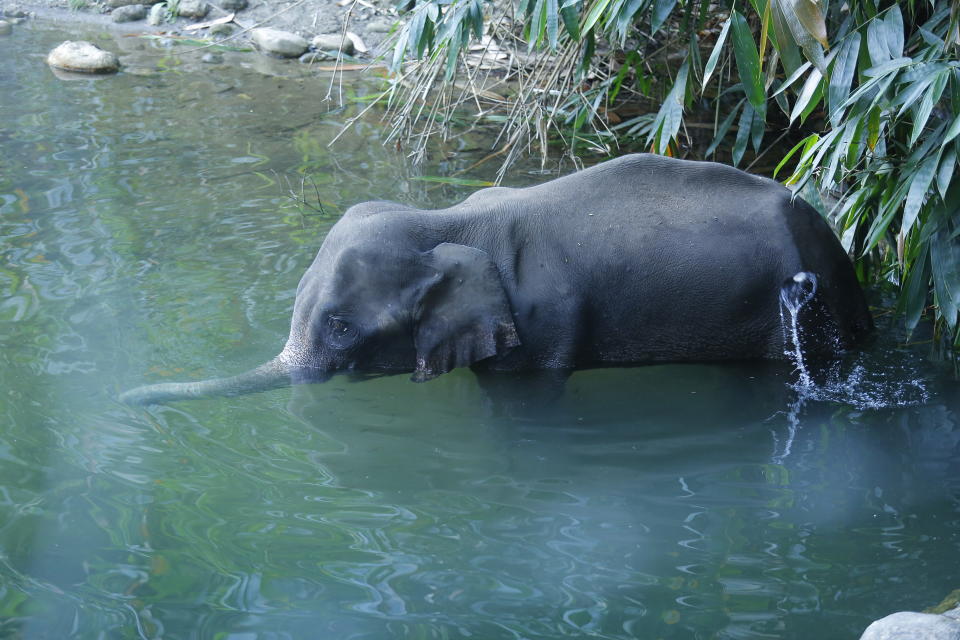 This May 27, 2020 photo shows an injured 15-year-old pregnant wild elephant standing in Velliyar River moments before it died in Palakkad district of Kerala state, India. Indian police on Friday arrested one person for causing the death of the elephant which chewed a pineapple stuffed with firecrackers that went off in its mouth in southern India. The female elephant couldn’t eat because of the injury in its mouth and it died in a river later in a forest in Pallakad area in southern Kerala state on May 27, said a state forest officer, Surendra Kumar. (AP Photo/Rajesh U Krishna)