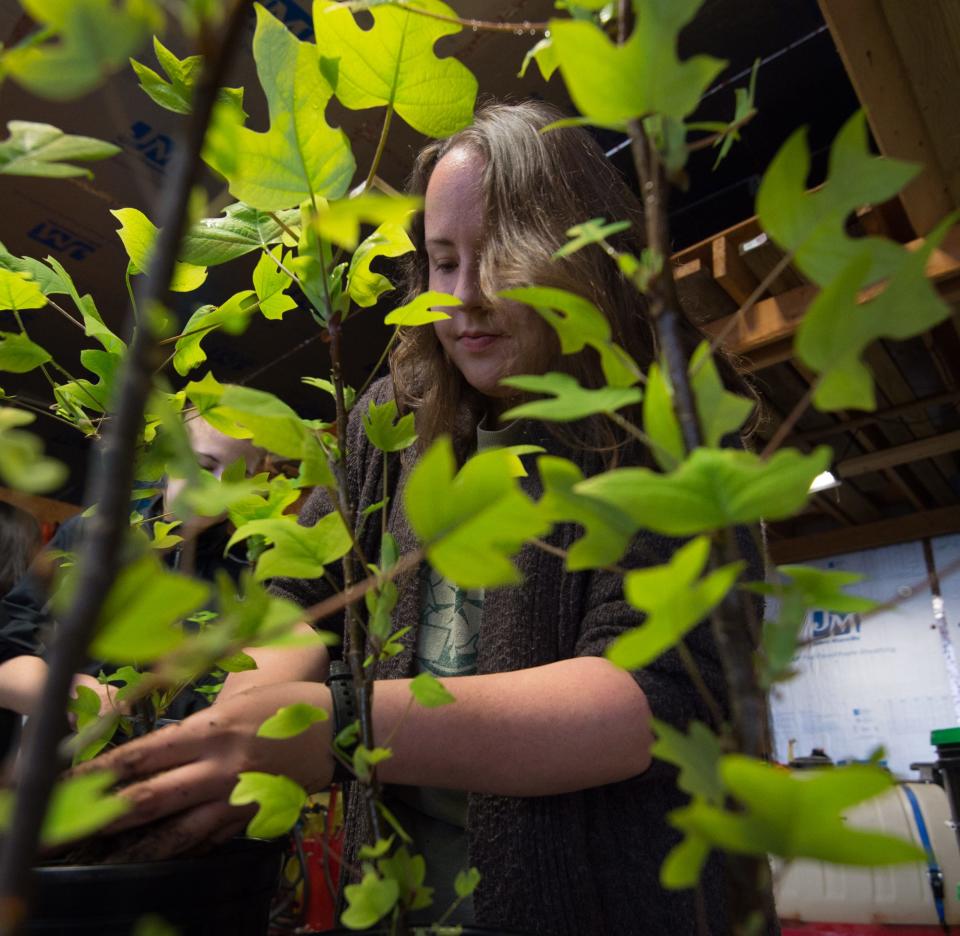 Kristy Northrup, a second-year master's student at the University of Delaware, works to repot tulip poplar trees during an Earth Day event at the St. Jones Reserve in Dover in 2017.